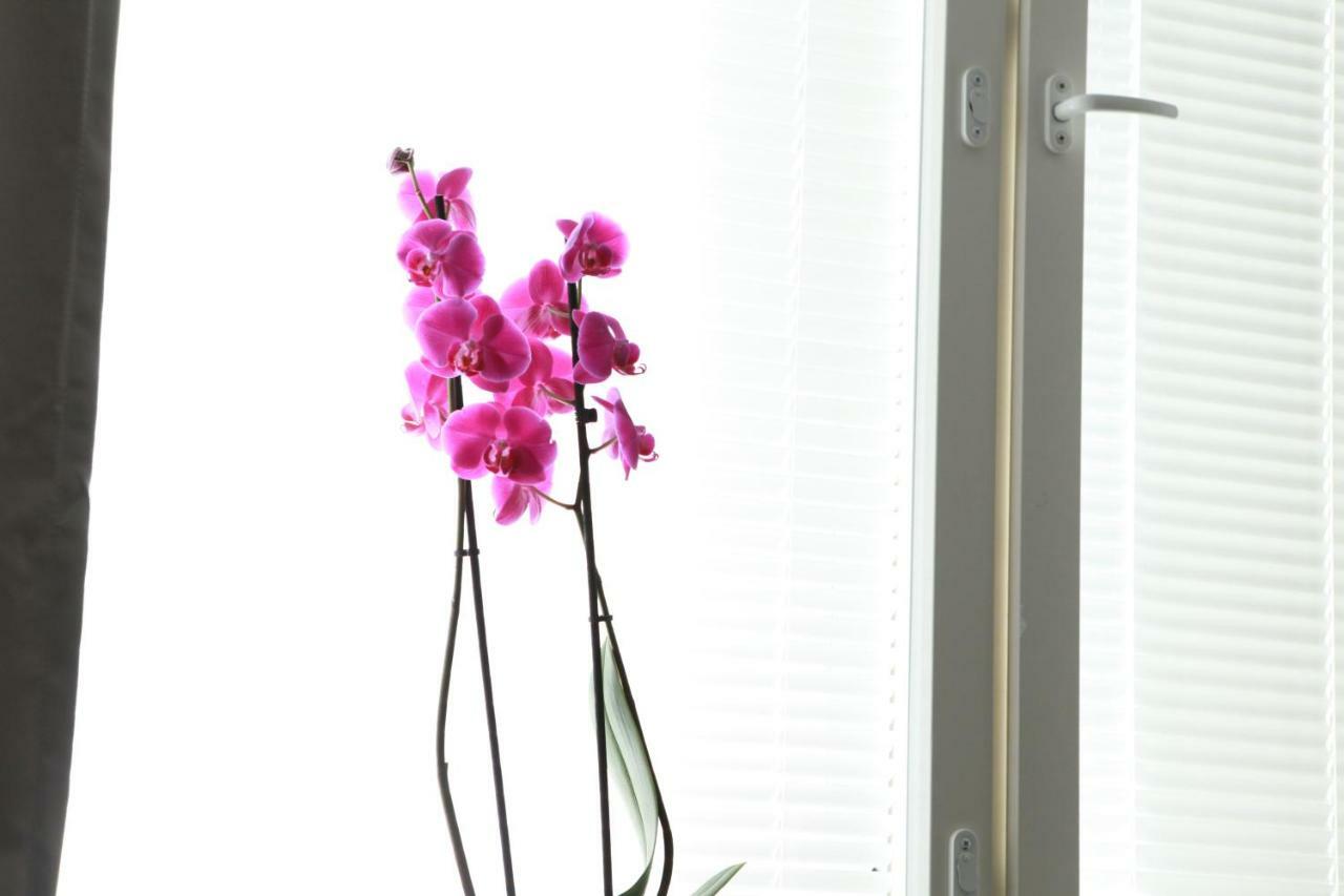 Orchidea